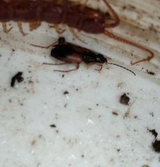 Platynina