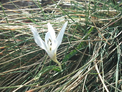 Colchicum hungaricum