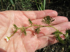 Ranunculus kauffmannii