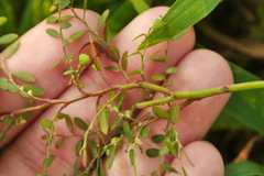 Phyllanthus debilis