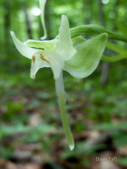 Platanthera macrophylla