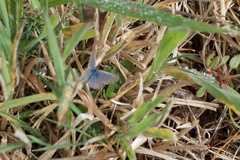 Zizina otis labradus