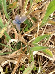 Zizina otis labradus