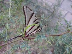 Protographium epidaus fenochionis