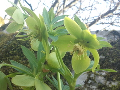 Helleborus odorus