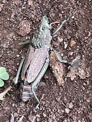 Dictyophorus griseus