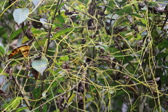 Cuscuta japonica