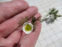 Ranunculus kauffmannii
