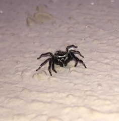 Menemerus bivittatus
