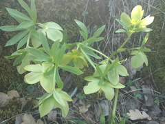 Helleborus odorus