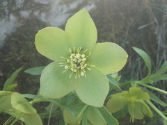 Helleborus odorus