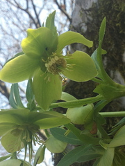 Helleborus odorus