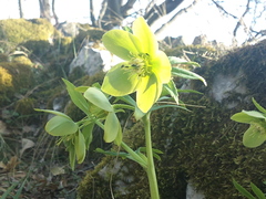 Helleborus odorus