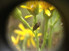 Rhypodes