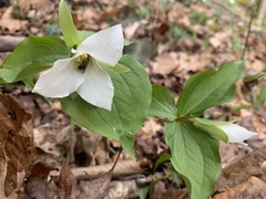 Callipetalon