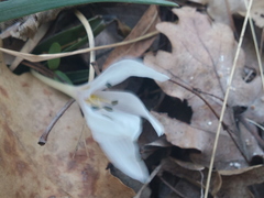 Colchicum hungaricum