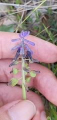 Muscari baeticum