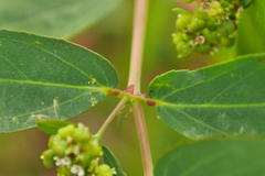 Euphorbia hypericifolia