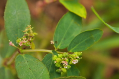 Euphorbia hypericifolia