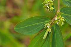 Euphorbia hypericifolia