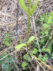 Valerianella nuttallii