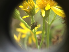 Rhypodes