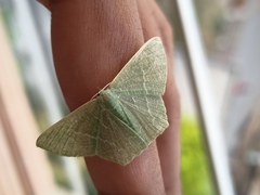 Thalassodes immissaria