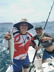 Scomberomorus sierra