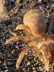 Atypus affinis