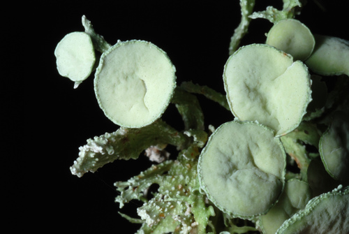 cartilage lichen