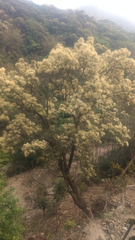 Castanopsis carlesii