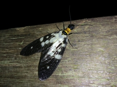 Neurhermes maculipennis