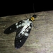 Neurhermes maculipennis - Photo (c) aswad andriyanto, μερικά δικαιώματα διατηρούνται (CC BY-NC), uploaded by aswad andriyanto