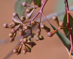 Eucalyptus celastroides