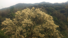 Castanopsis carlesii