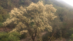 Castanopsis carlesii