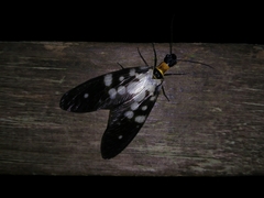 Neurhermes maculipennis