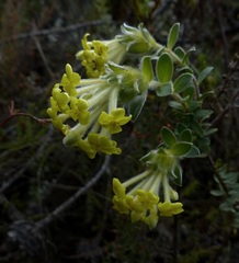 Lasiosiphon anthylloides