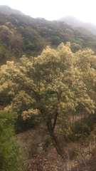 Castanopsis carlesii