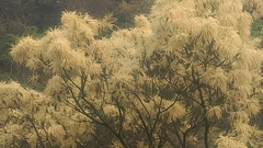 Castanopsis carlesii