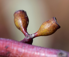 Eucalyptus celastroides