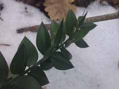 Ruscus aculeatus