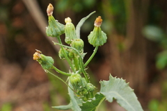 Sonchus oleraceus