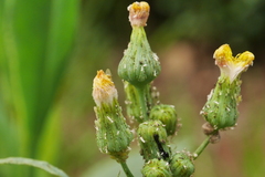 Sonchus oleraceus