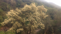 Castanopsis carlesii