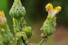 Sonchus oleraceus