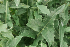 Sonchus oleraceus