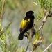 Yellow Bishop - Photo (c) Sally Adam, some rights reserved (CC BY-NC), uploaded by Sally Adam
