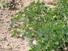 Medicago minima