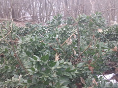 Ruscus aculeatus